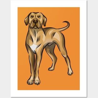 Cute Rhodesian Ridgeback Dog Posters and Art